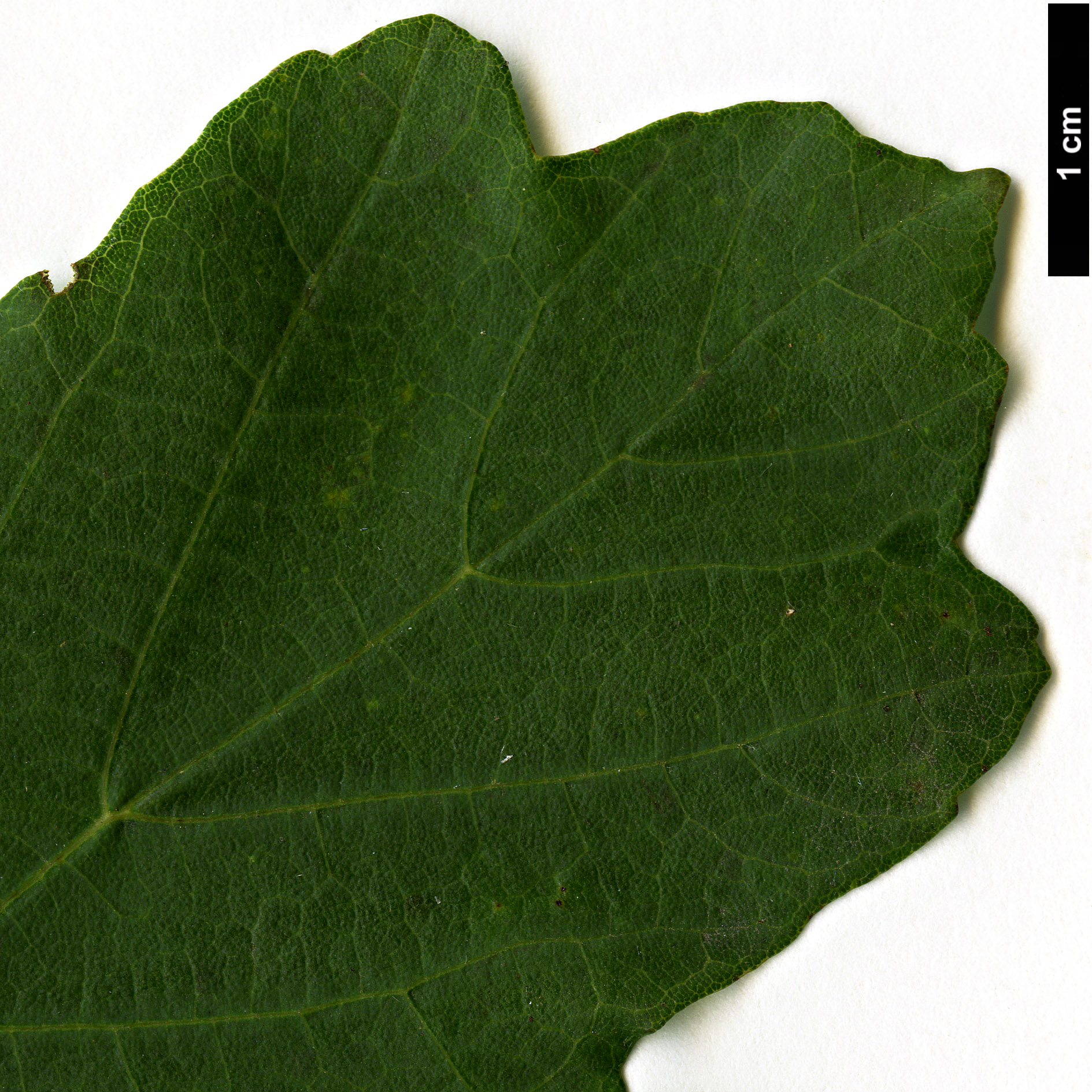 High resolution image: Family: Sapindaceae - Genus: Acer - Taxon: granatense